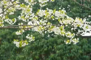  赏花拍照技巧必备从着装到姿势,从表情到动作,可以说是非常实用了