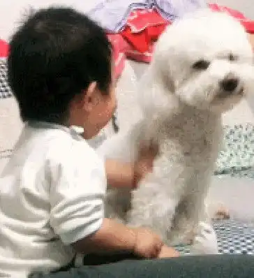  被熊孩子欺负比熊犬竟然做出这样的举动家长瞬间傻眼了
