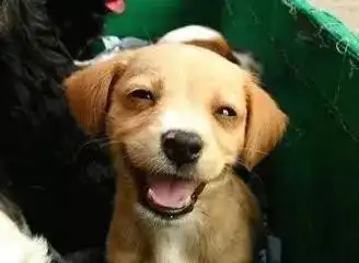 打狗狗表情包你和你
