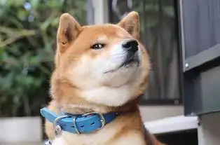  柴犬为什么叫戏精看了这些表情包你就知道了