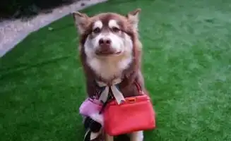  张馨予爱犬成了表情包林更新简直为流浪狗操碎心
