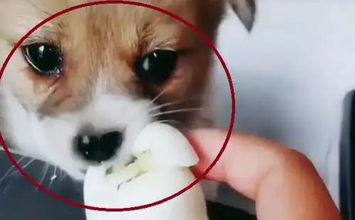 打狗狗表情包鸡蛋