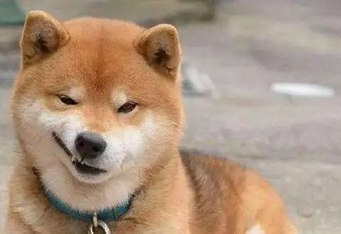 柴犬挨打表情包狗头