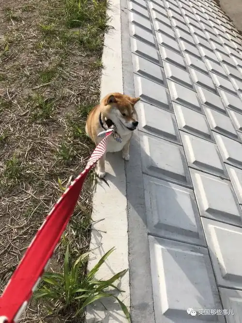  我不想我不想我不想回家这贪玩的柴犬,简直是一行走的表情包