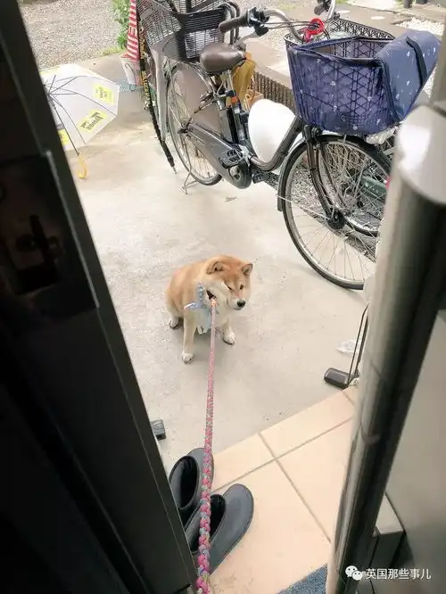  我不想我不想我不想回家这贪玩的柴犬,简直是一行走的表情包