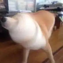  狗狗表情包图片