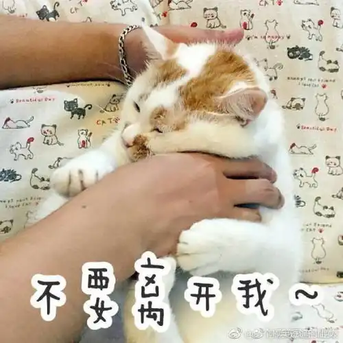  俊介走了,楼楼也走了,谢谢你们带来的快乐