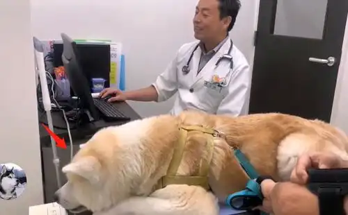  秋田犬去医院打针,中途换成男医生后,狗子的表情变了
