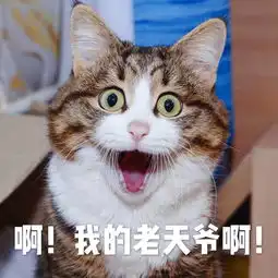  猫咪表情包啊我的老天爷啊