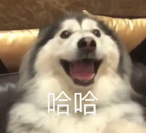 打狗狗表情包头像