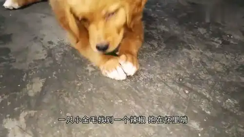  金毛找到一个辣椒,抱着就开始啃,被辣到后表情太搞笑了