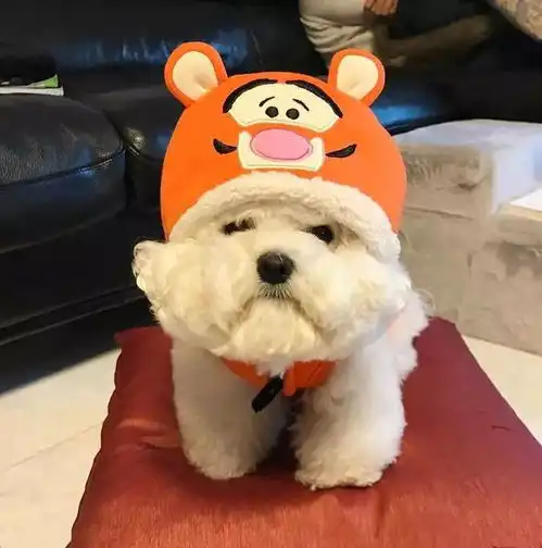  如果让我在这只比熊犬和男友之间选择一个,我选比熊犬