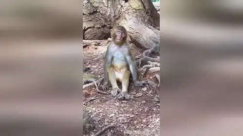 此刻猴子表情,这像不像上班中的你