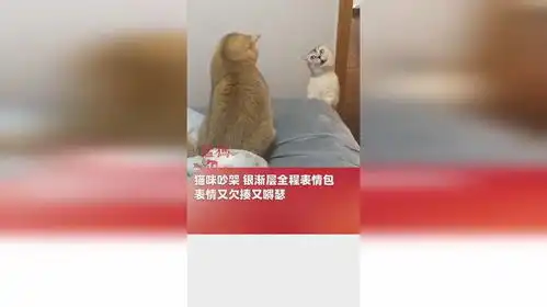  猫咪吵架银渐层全程表情包,表情又欠揍又嘚瑟
