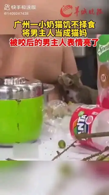  广州一小奶猫饥不择食将男主人当猫妈,被咬后的男主表情亮了