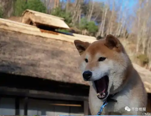 柴犬挨打表情包王二溪