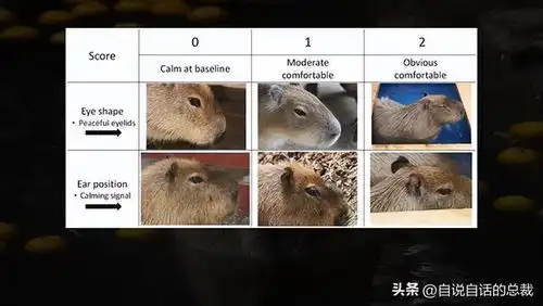  水豚情绪稳定,为什么它有治愈心灵的魔力
