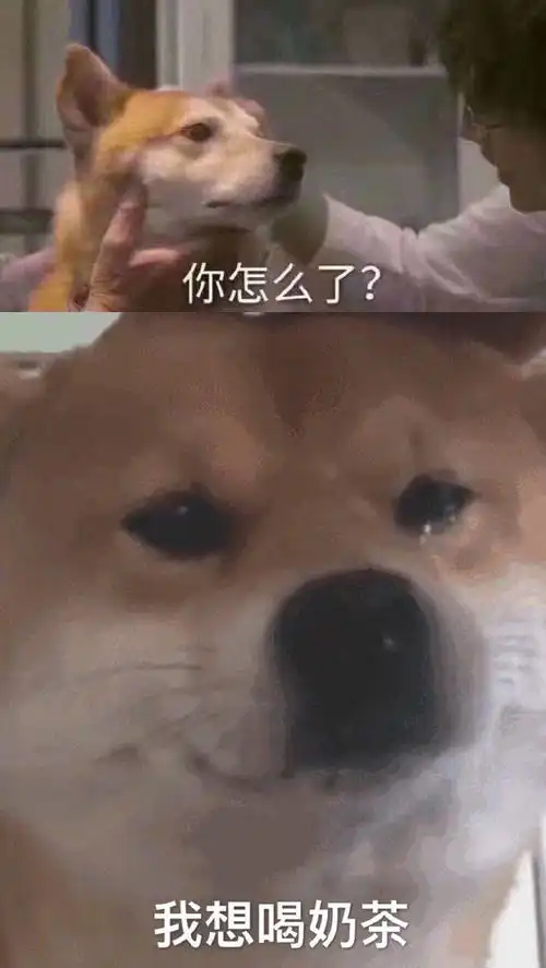  柴犬表情包合集你怎么了我想吃火锅