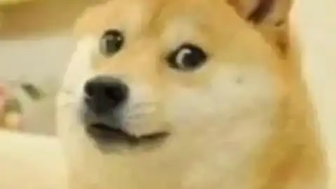 柴犬挨打表情包仓鼠