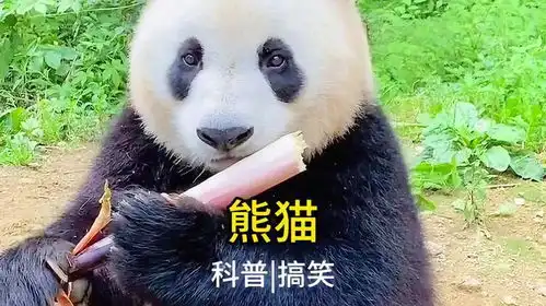  除了睡觉,其余时间都在吃神奇动物在抖音大熊猫搞笑