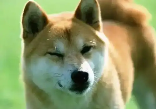 神烦狗表情包