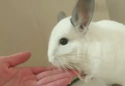  萌萌哒白龙猫被主人戏弄后一脸懵圈,这小表情简直萌到犯规
