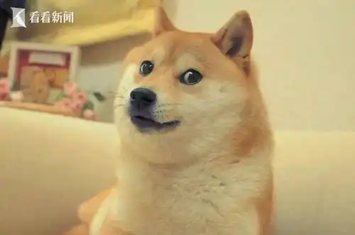柴犬挨打表情包doge