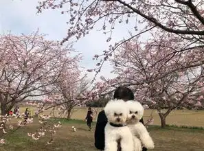  比熊被爸爸抱着拍照一脸嫌弃表情走红