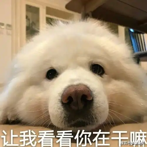  赚钱表情包图片发工资了,出来耍