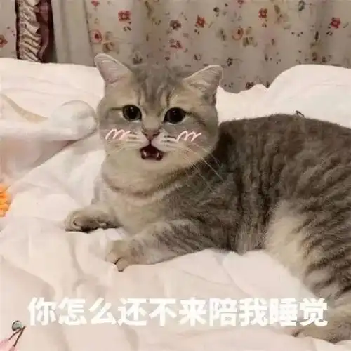  表情包和男朋友聊天时用的超可爱猫咪表情包