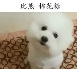  不适合看家的五种狗狗哈士奇很有可能和坏人统一战线