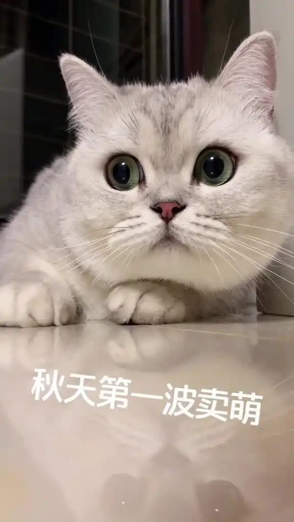 银渐层表情包gif