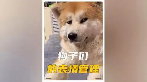  这些狗子的表情管理放在娱乐圈也是相当炸裂的萌宠出道计划