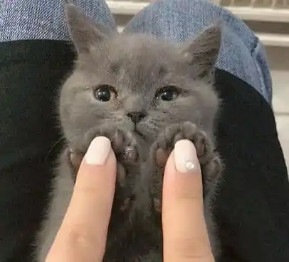 小猫击掌表情