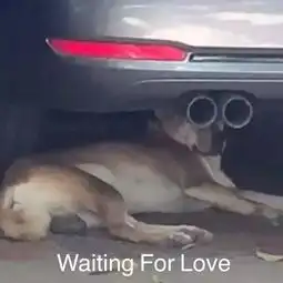打狗狗表情包杀猪