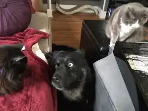  狗以为猫要来击掌原来是掌脸二哈第一次见到小奶猫兴奋不已,想拍头最后来了个击掌