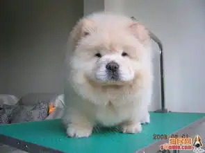  那种狗狗最可爱图