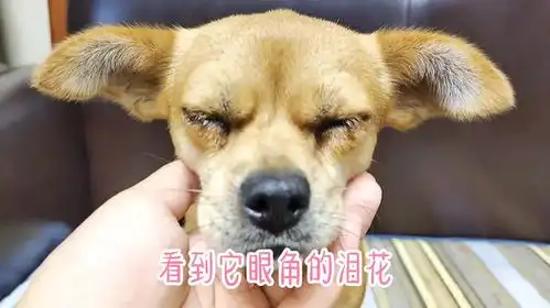  4斤的貂和11斤的狗打架,谁会赢狗狗用凶狠表情,打温柔的架