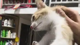  橘猫第一次外出会是什么表情