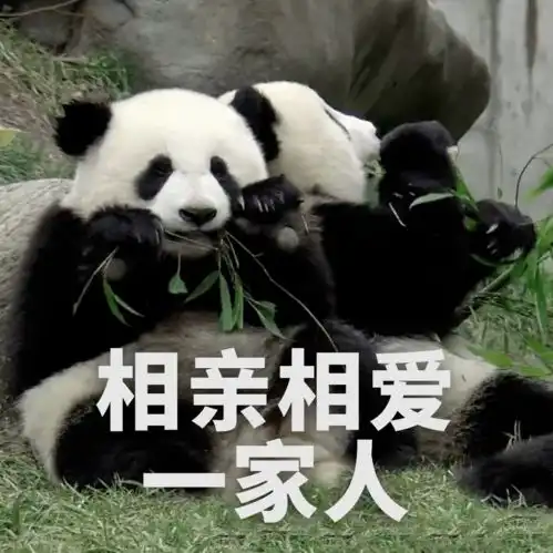  福利放送全套大熊猫表情包收好不谢