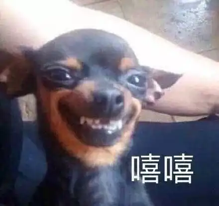 打狗狗表情包吉娃娃