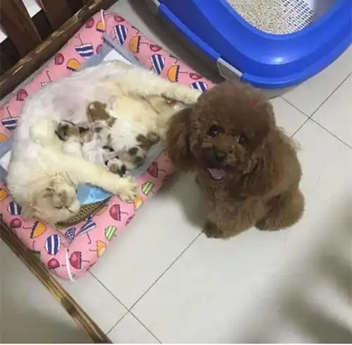 猫妈刚生下宝宝,泰迪就忙前忙后的照顾,主人称泰迪想当爹了