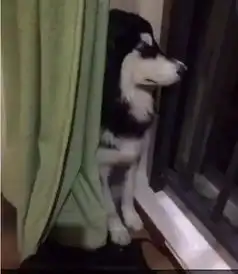  有的狗是来报恩的,有的狗是来讨债的