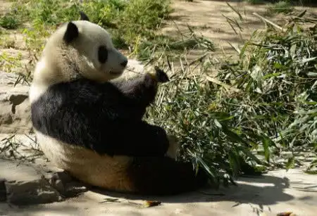  可爱即是正义,世界上最可爱的六种濒危动物,大熊猫排行第几呢