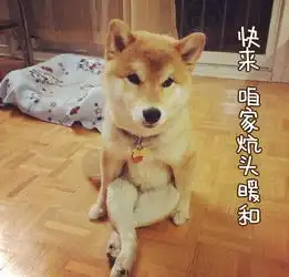  超接地气盘腿小柴东北话表情包