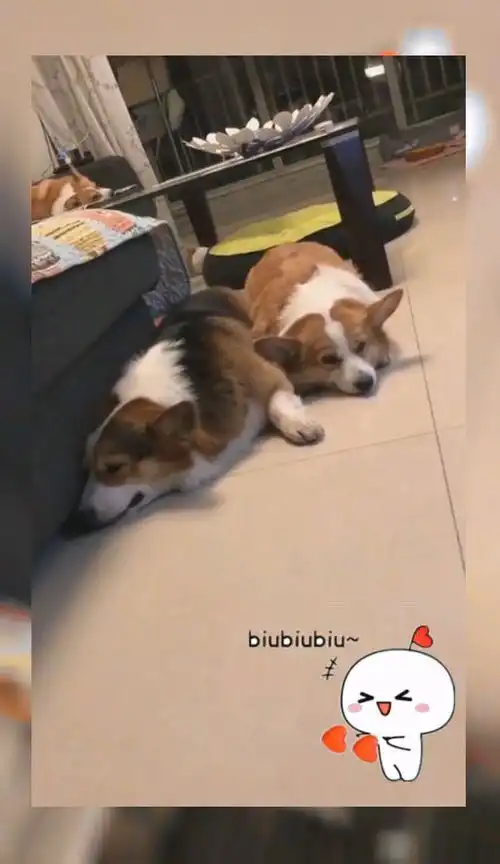  天天吵架还要往一起凑,注意狗狗嫌弃的表情