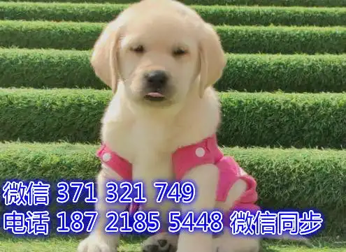  全国发货北京拉布拉多犬出售纯种幼犬特价狗狗促销