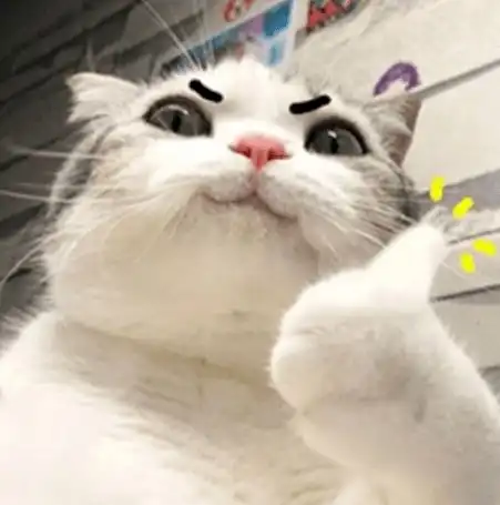  表情包今天我也是一只棒棒的小猫咪