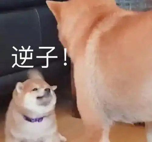  表情包咋又要睡觉了