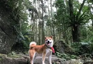  柴柴一张睡照秒认证她是亲妈,网友笑翻有其主必有其狗